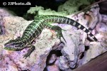 tupinambis teguixin common tegu tupinambis teguixin common tegu