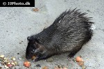 atherurus africanus african brush tailed porcupine atherurus africanus african brush tailed porcupine