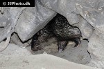 atherurus africanus african brush tailed porcupine atherurus africanus african brush tailed porcupine