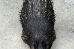 atherurus africanus african brush tailed porcupine atherurus africanus african brush tailed porcupine