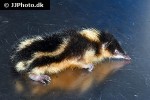 hemicentetes semispinosus lowland streaked tenrec hemicentetes semispinosus lowland streaked tenrec