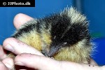 hemicentetes semispinosus lowland streaked tenrec hemicentetes semispinosus lowland streaked tenrec