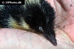 hemicentetes semispinosus lowland streaked tenrec hemicentetes semispinosus lowland streaked tenrec