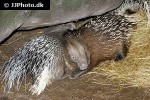 hystrix indica indian crested porcupine hystrix indica indian crested porcupine