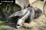 myrmecophaga tridactyla giant anteater myrmecophaga tridactyla giant anteater