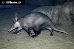 orycteropus afer aardvark orycteropus afer aardvark