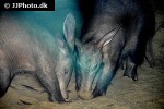 orycteropus afer aardvark orycteropus afer aardvark