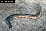 alitta virens ragworm alitta virens ragworm
