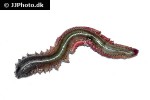 alitta virens ragworm alitta virens ragworm