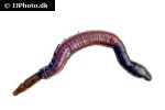 arenicola marina lugworm sandworm arenicola marina lugworm sandworm