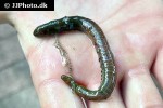 arenicola marina lugworm sandworm arenicola marina lugworm sandworm