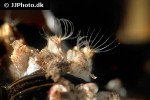 balanus crenatus barnacle balanus crenatus barnacle