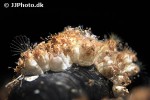 balanus crenatus barnacle balanus crenatus barnacle