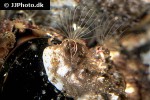 balanus crenatus barnacle balanus crenatus barnacle