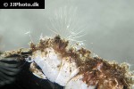 balanus crenatus barnacle balanus crenatus barnacle