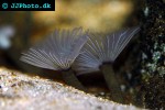 bispira spp feather duster bispira spp feather duster