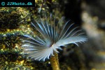 bispira spp feather duster bispira spp feather duster