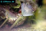 bispira spp feather duster bispira spp feather duster