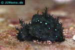 bursatella leachii ragged sea hare bursatella leachii ragged sea hare