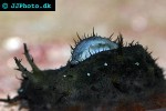 bursatella leachii ragged sea hare bursatella leachii ragged sea hare