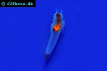 clione limacina sea angel clione limacina sea angel