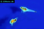 clione limacina sea angel clione limacina sea angel