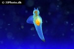 clione limacina sea angel clione limacina sea angel