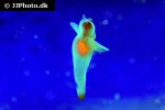 clione limacina sea angel clione limacina sea angel