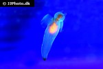 clione limacina sea angel clione limacina sea angel