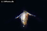 daphnia sp water flea daphnia sp water flea