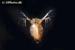 daphnia sp water flea daphnia sp water flea