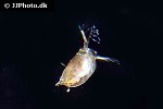 daphnia sp water flea daphnia sp water flea