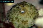 dolabella auricularia wedge sea hare dolabella auricularia wedge sea hare