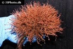 ectopleura larynx ringed tubularia ectopleura larynx ringed tubularia