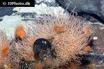 ectopleura larynx ringed tubularia ectopleura larynx ringed tubularia