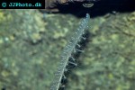 funiculina quadrangularis tall sea pen funiculina quadrangularis tall sea pen