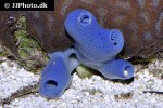 haliclona spp purple encrusting demosponge haliclona spp purple encrusting demosponge