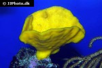 haliclona spp yellow encrusting demosponge haliclona spp yellow encrusting demosponge
