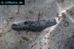 holothuria atra black sea cucumber holothuria atra black sea cucumber