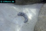 holothuria atra black sea cucumber holothuria atra black sea cucumber