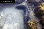 holothuria atra black sea cucumber holothuria atra black sea cucumber