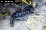holothuria atra black sea cucumber holothuria atra black sea cucumber