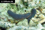 holothuria edulis edible sea cucumber holothuria edulis edible sea cucumber