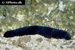holothuria leucospilota black sea tarzan cucumber holothuria leucospilota black sea tarzan cucumber