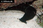 holothuria leucospilota black sea tarzan cucumber holothuria leucospilota black sea tarzan cucumber