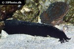 holothuria leucospilota black sea tarzan cucumber holothuria leucospilota black sea tarzan cucumber