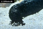 holothuria leucospilota black sea tarzan cucumber holothuria leucospilota black sea tarzan cucumber