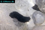 holothuria tubulosa tubular sea cucumber holothuria tubulosa tubular sea cucumber