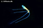 hydra spp hydra spp