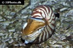 nautilus pompilius common nautilus nautilus pompilius common nautilus